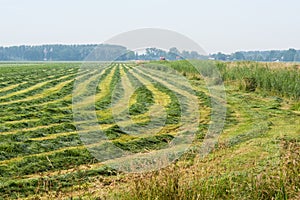 Long lines and curves of raked grass