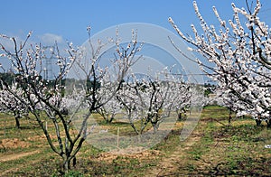Spring countryside with powerline photo