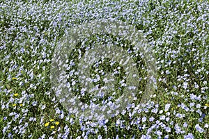 Long-lived flax blooms massively