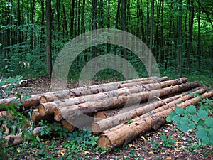 Long logs. On the summer forest background