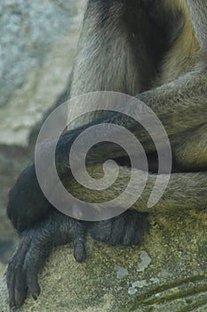 Long & Loose Limbs of Monkey photo