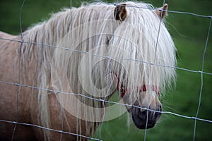 Long mane pony with hair in his face covering his eyes