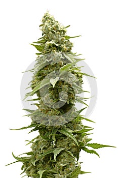 Long Marijuana Bud on Top of Cannabis Plant by White Background