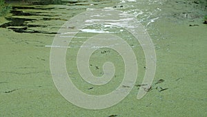 A long narrow swamp covered with duckweed. There is a forest on the sides of the reservoir. Camera movement from bottom to top