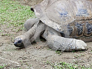 Long neck giant black tortoise trying to raise his head from the ground