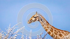 Long neck of a Giraffe  Giraffa Camelopardalis in the blue sky, Etosha National Park, Namibia.
