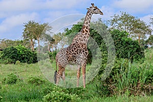 Long Neck Giraffe in the Mikumi National Park, Tanzania