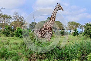 Long Neck Giraffe in the Mikumi National Park, Tanzania