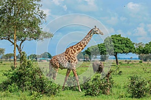 Long Neck Giraffe in the Mikumi National Park, Tanzania