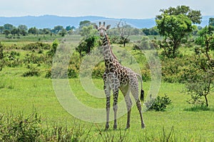 Long Neck Giraffe in the Mikumi National Park, Tanzania