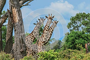 Long Neck Giraffe in the Mikumi National Park, Tanzania