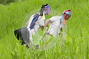 Long Neck Karen working on paddy-field