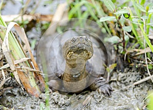 Long neck Snapping Turtle in swamp, Georgia USA photo