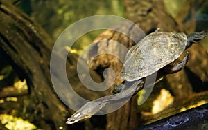 Long neck turtle