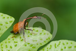 Long-necked beetle/weevil macro