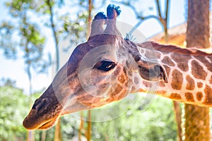 Long-necked giraffe, beautiful spotted, amazing beast.