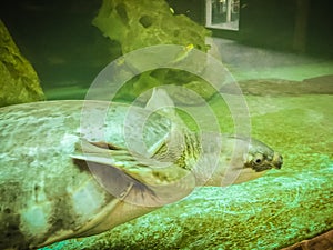 long-necked turtle (snake-necked turtle) is swimming in the glass pond.