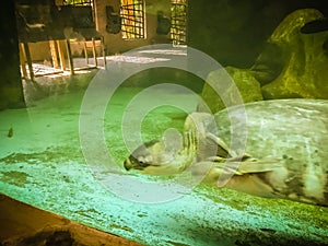 long-necked turtle (snake-necked turtle) is swimming in the glass pond.