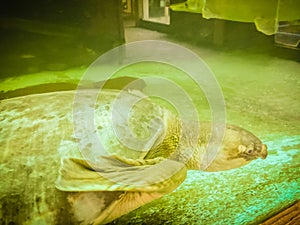 long-necked turtle (snake-necked turtle) is swimming in the glass pond.