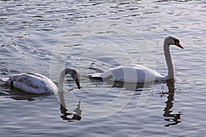 Long necked white swans floating on river surface