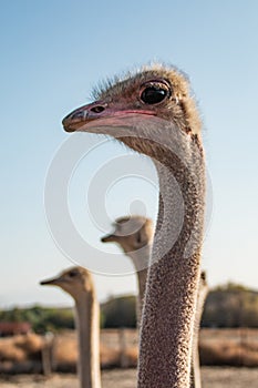 Long Necks