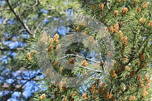 Long needled pine with seed pods photo