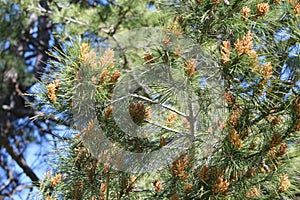 Long needled pine with seed pods