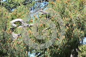 Long needled pine with seed pods photo