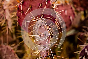 Long Needles on Purple-Tinged Prickly Pear Cactus
