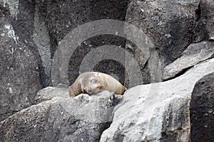 Long nose fur seal on rocky cliff