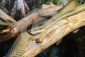 Long-nosed Argentinian grass snake. Barons.