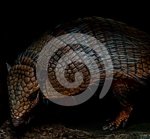 Long nosed armadillo resting in the dark