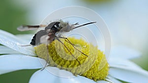 Long-nosed bee flies on chamomile flower