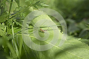 Long-nosed grasshopper on a green leaf on a summer glade, macro background