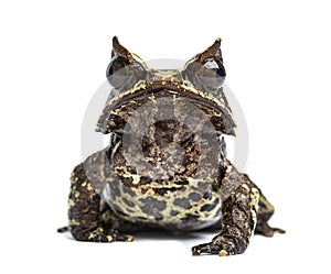 Long-nosed horned frog facing at the camera, Megophrys nasuta