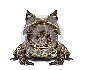 Long-nosed horned frog facing at the camera, Megophrys nasuta photo