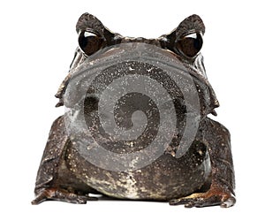 Long-nosed Horned Frog, Megophrys nasuta