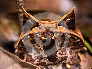 Long-nosed horned frog Megophrys nasuta