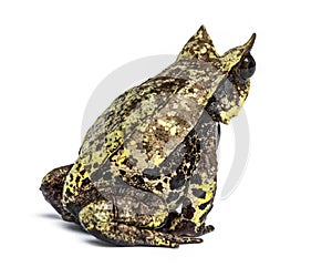 Long-nosed horned frog, Megophrys nasuta, isolated