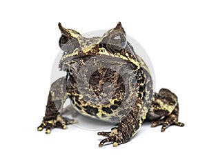 Long-nosed horned frog, Megophrys nasuta, isolated