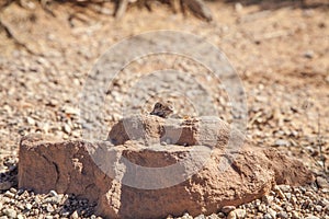 Long Nosed Leopard Lizard