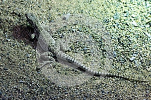 Long-nosed leopard lizard (Gambelia wislizenii). photo