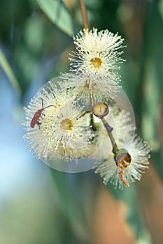 Long-nosed Lycid Beetle, Porrostoma rhipidium, Lycidae, feeding on the blossom nectar of the yellow bloodwood Corymbia leichhardti photo