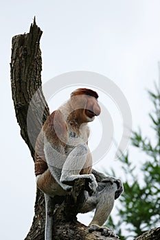 Long-nosed monkey (Nasalis larvatus)