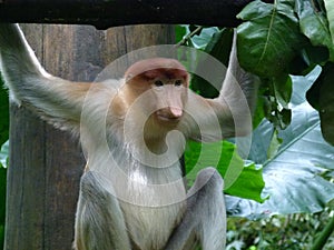 Long-nosed monkey - Proboscis