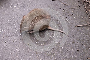 the long nosed potoroo is eating pellets