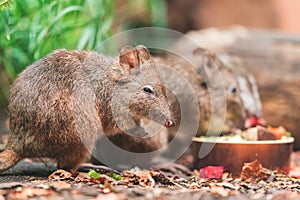 The long-nosed potoroo (Potorous tridactylus)