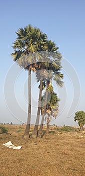 Long Palm Tree in Descending Order