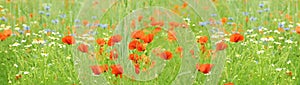 Long panoramic photo of blooming meadow daisies, red poppies in a green summer field, natural, environmental concept, background