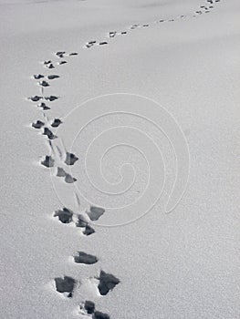 Path of dog traces on white snow top view